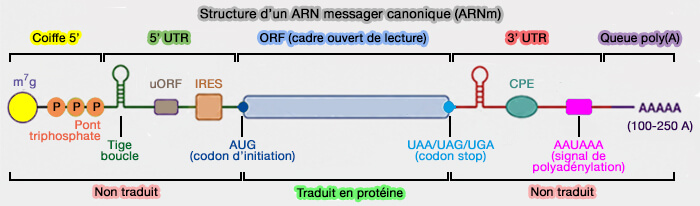 Structure d'un ARNm canonique