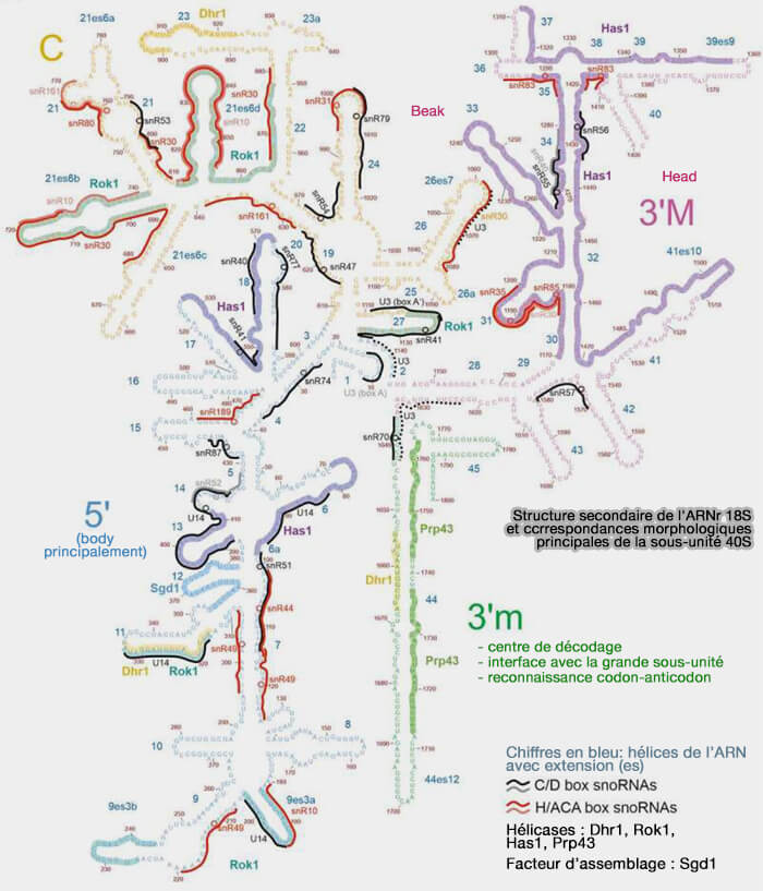 Structure secondaire de l'ARNr 18S et correspondances morphologiques de la sous-unité 40S