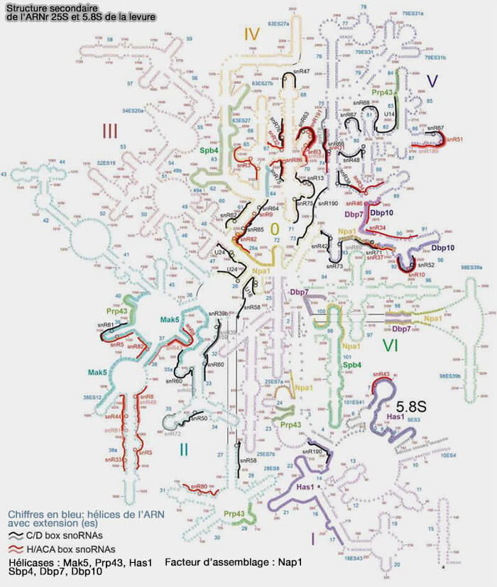 Structure secondaire de l'ARNr 25S et 5.8S de la sous-unité 60S de la levure