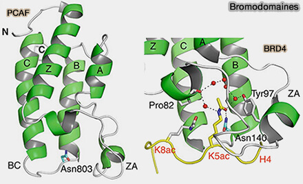 Bromodomaines