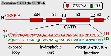 Domaine CATD de CENP-A