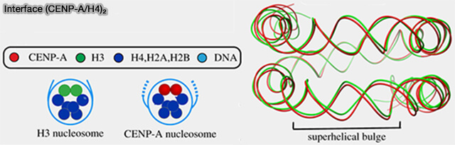 Interface (CENP-A/H4)2