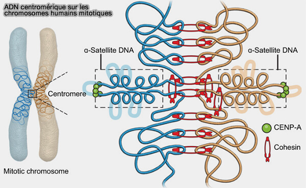 ADN centromérique
