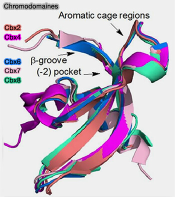 Chromodomaines