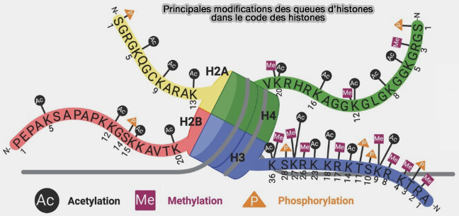 Principales modifications des queues des histones dans le code des histones