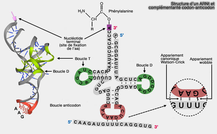  Structure d'un ARNt et complémentarité codon-anticodon