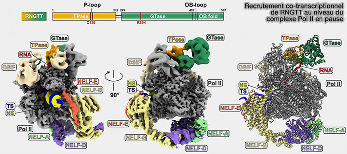 Recrutement co-transcriptionnel de RNGTT au niveau du complexe Pol II en pause