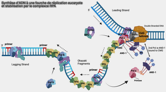 Stabilisation de la fourche de réplication par le complexe RPA (Replication Protein A)