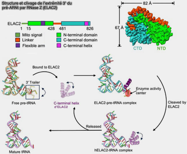 Structure et clivage de l’extrémité 3’ du pré-ARNt par RNase Z (ELAC2)
