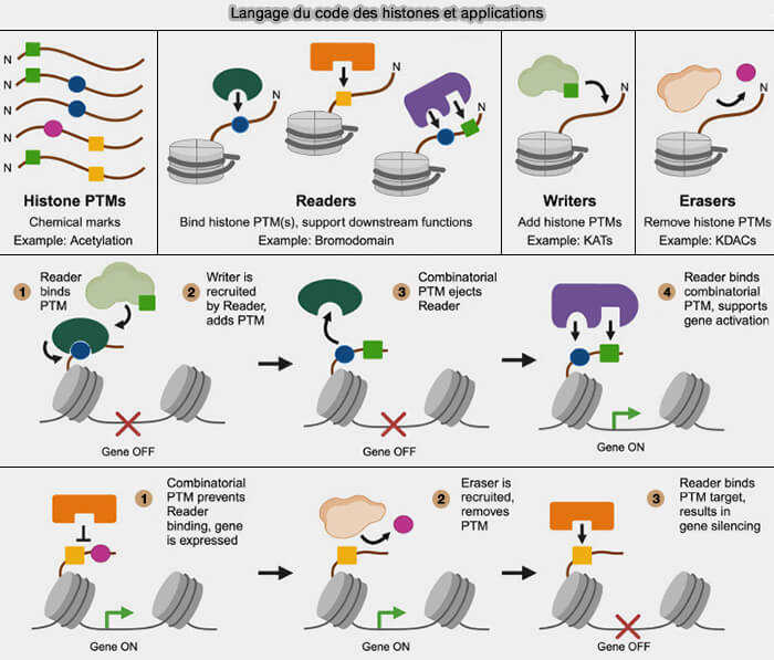 Langage du code des histones et applications