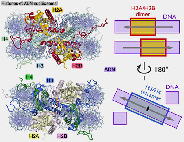 Assemblage des histones dans le nucléosome