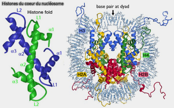 Coeur histonique d'un nucléosome