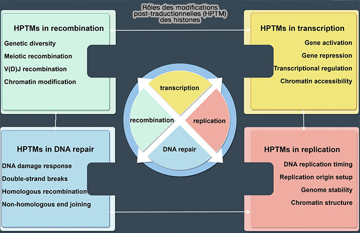 Rôles des modifications post-traductionnelles (HPTM) des histones