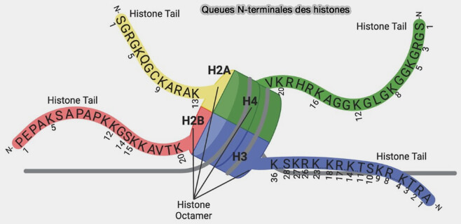 Queues N-terminales des histones