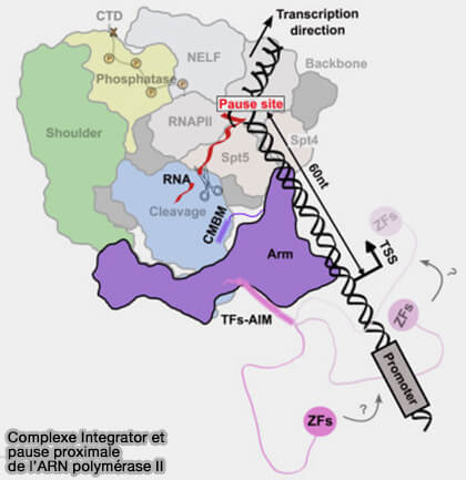 Complexe Integrator et pause proximale de l’ARN polymérase II