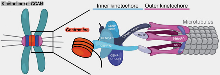 Évolution des centromères
