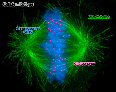 Schéma d'une région péri/centromérique humain