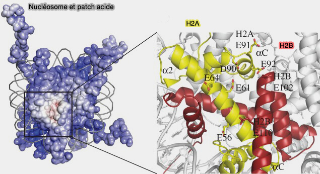 Patch acide du nucléosome