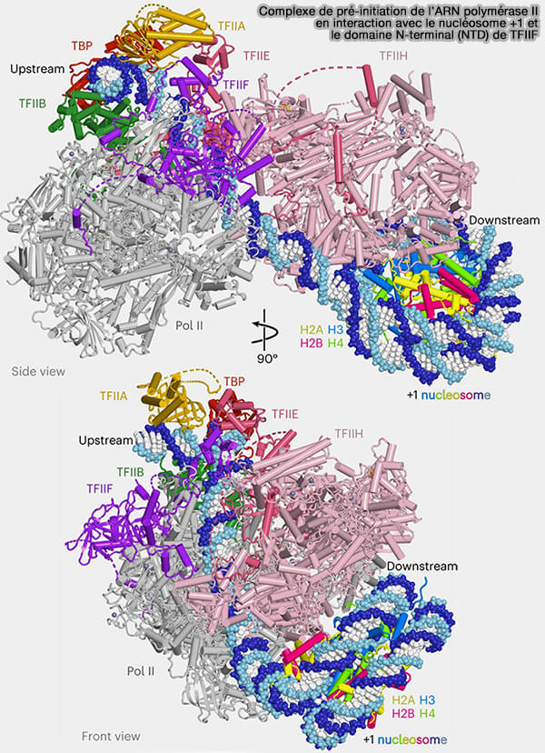 Complexe de pré-initiation de l’ARN polymérase II en interaction
avec le nucléosome +1 et le domaine N-terminal (NTD) de TFIIF