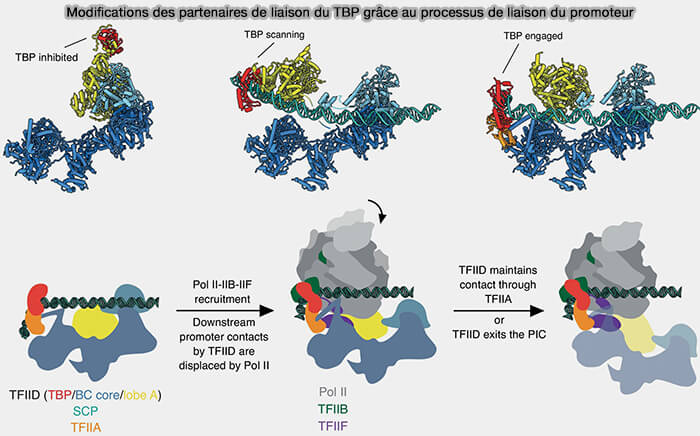 Modifications des partenaires de liaison du TBP grâce au processus de liaison du promoteur