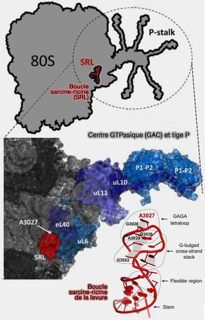 Centre GTPasique (GAC) et tige P