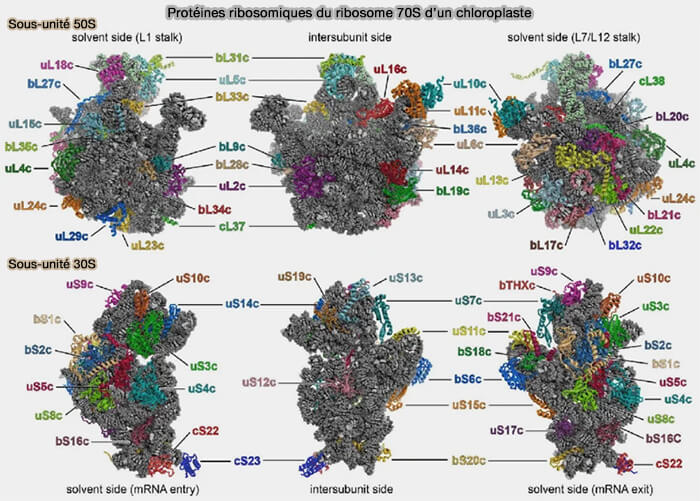Protéines ribosomiques du ribosome 70S d’un chloroplaste