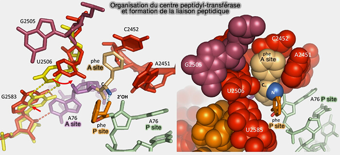 Organisation du centre peptidyl-transférase et formation de la liaison peptidique