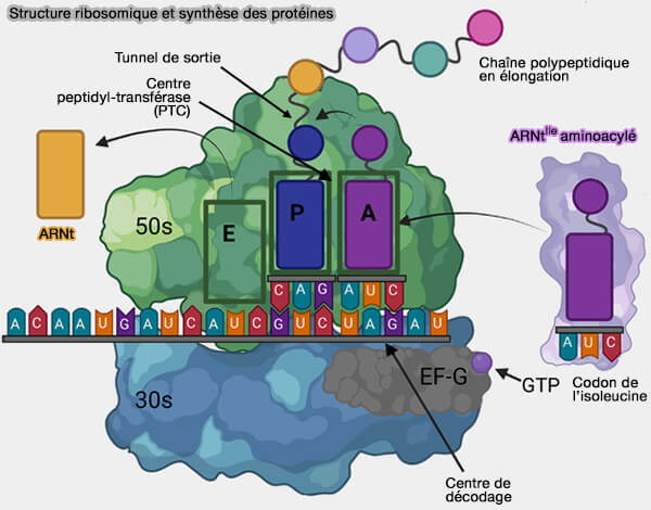 Structure ribosomique et synthèse des protéines