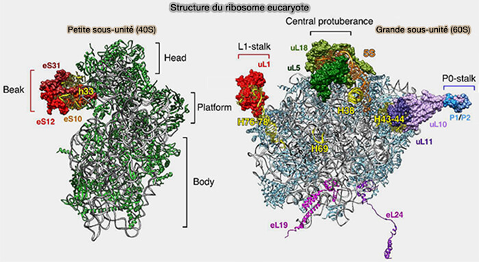 Structure du ribosome eucaryote