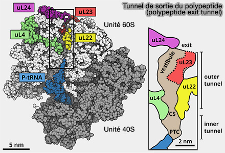 Tunnel de sortie du ribosome