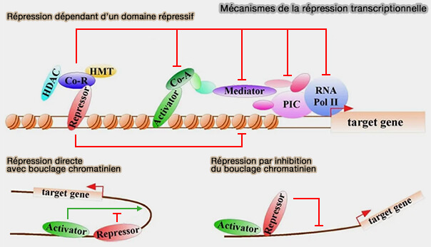 Mécanismes de la répression transcriptionnelle