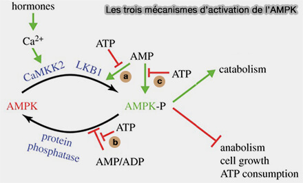 Activation de l'AMPK