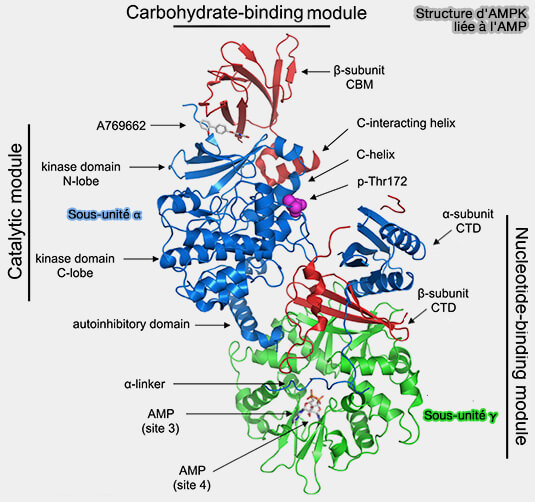 Structure de l'AMPK liée à l'AMP