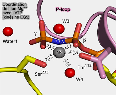 Coordination de Mg++ avec l'ATP