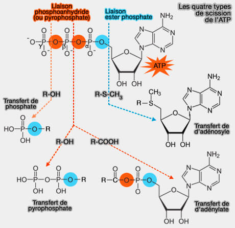 Les quatre types de scission de l'ATP