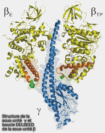 Sous-unité γ et boucle DELSEED de β