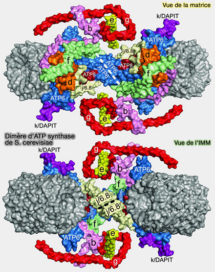 Dimère d’ATP synthase de S. cerevisiae
