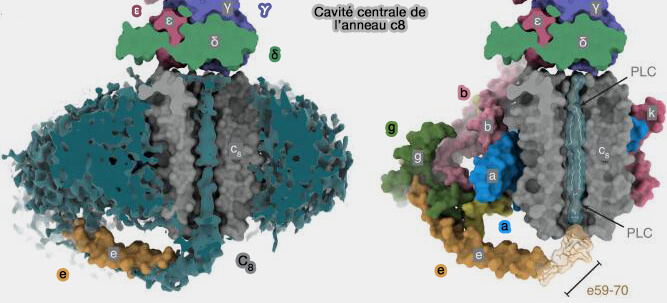 Cavité centrale de l'anneau c8 de l'ATP synthase bovine