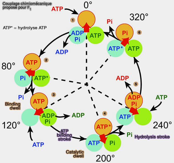 Couplage chimiomécanique proposé pour F1