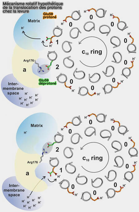 Mécanisme hypothétique de la tanslocation des protons