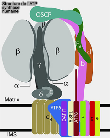 Structure de l'ATP synthase humaine