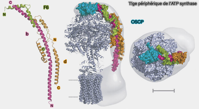 Structure de la tige périphérique de l'ATP synthase