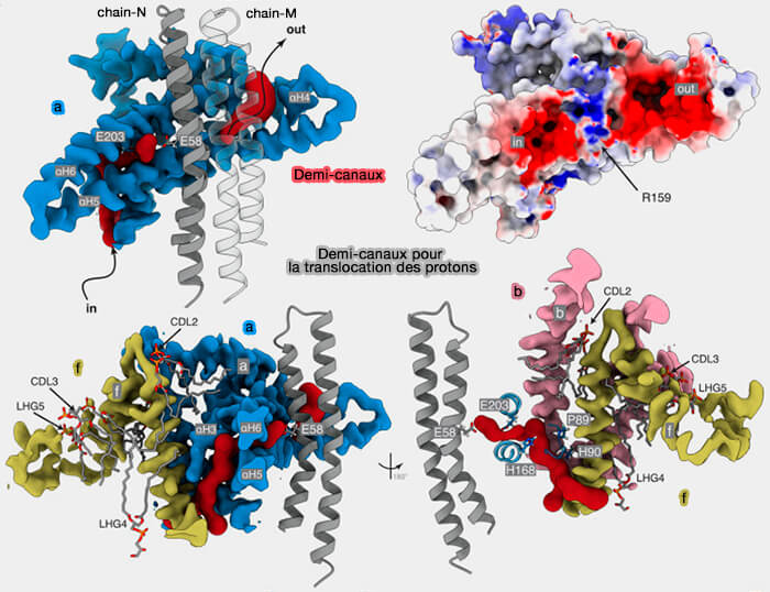 Demi-canaux pour la translocation des protons