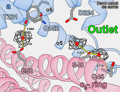 Demi-canal de sortie des protons