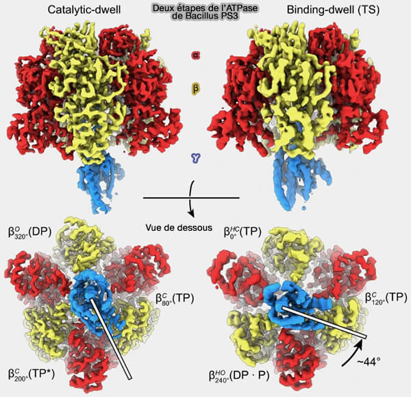 Les étapes " dwell " de la rotation de l'ATPase
