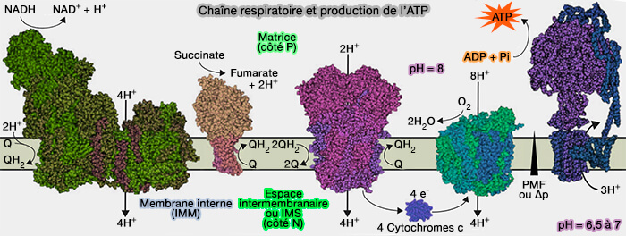 Chaîne respiratoire et production d'ATP
