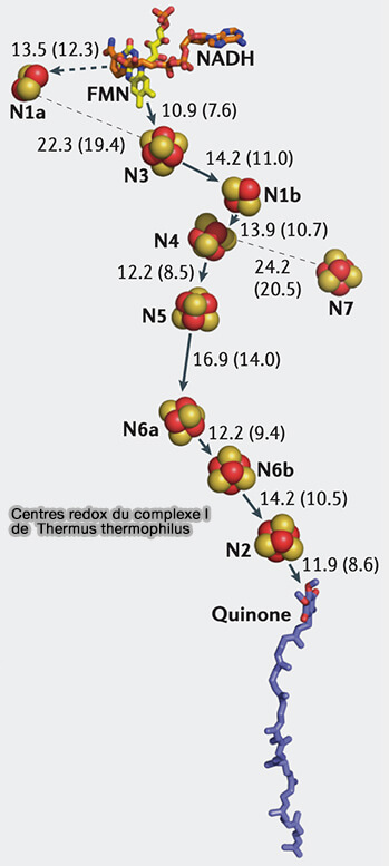 Centres redox du complexe I