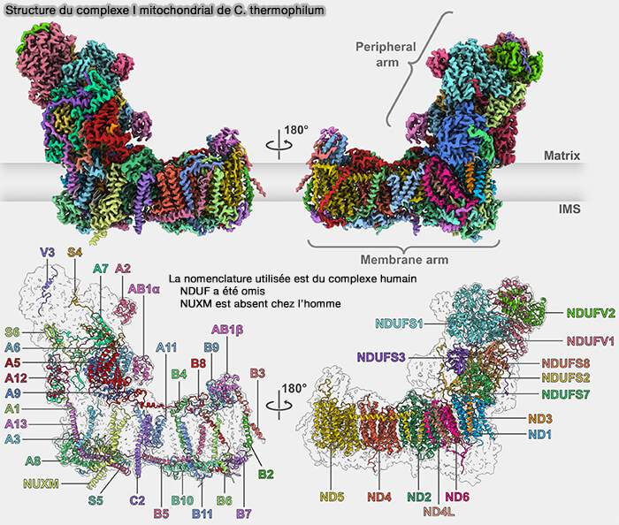 Structure du complexe I mitochondrial de C. thermophilum