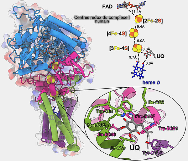 Centres redox du complexe II