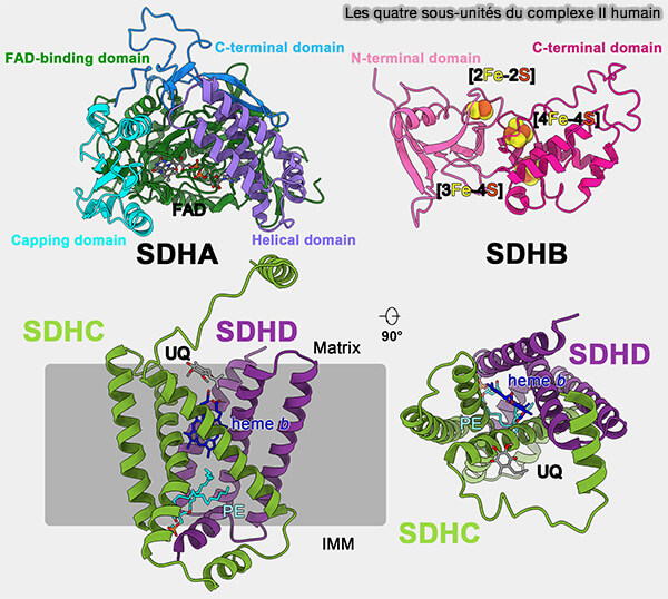 Structure du complexe II humain
